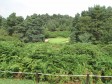 Woburn - par 3, 3rd at The Dukes cours